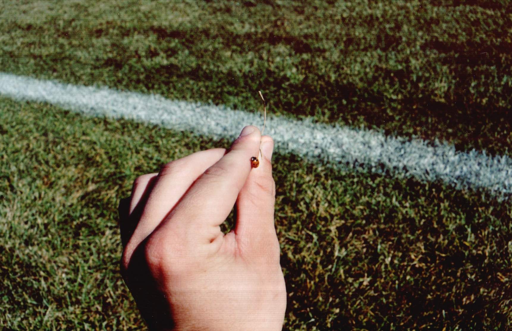 ladybug.jpg